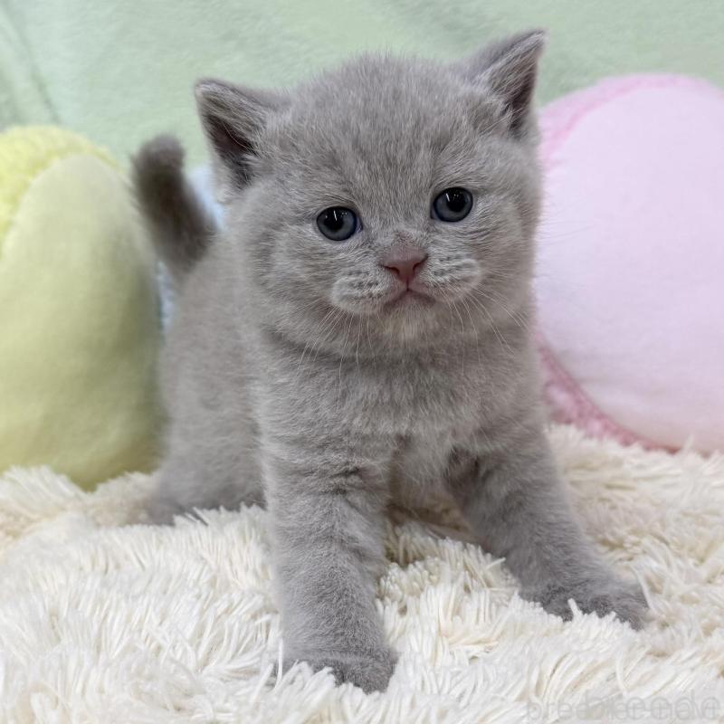 販売中の大阪府のブリティッシュショートヘア-130262の5枚目