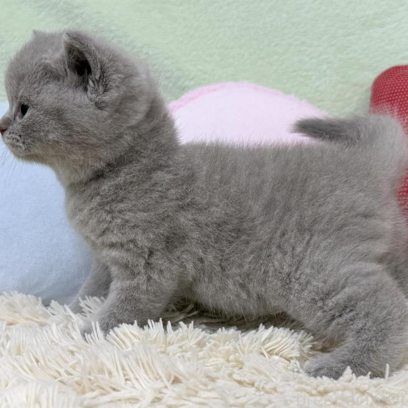 販売中の大阪府のブリティッシュショートヘア-130262の4枚目