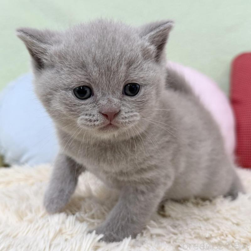 販売中の大阪府のブリティッシュショートヘア-130262の3枚目