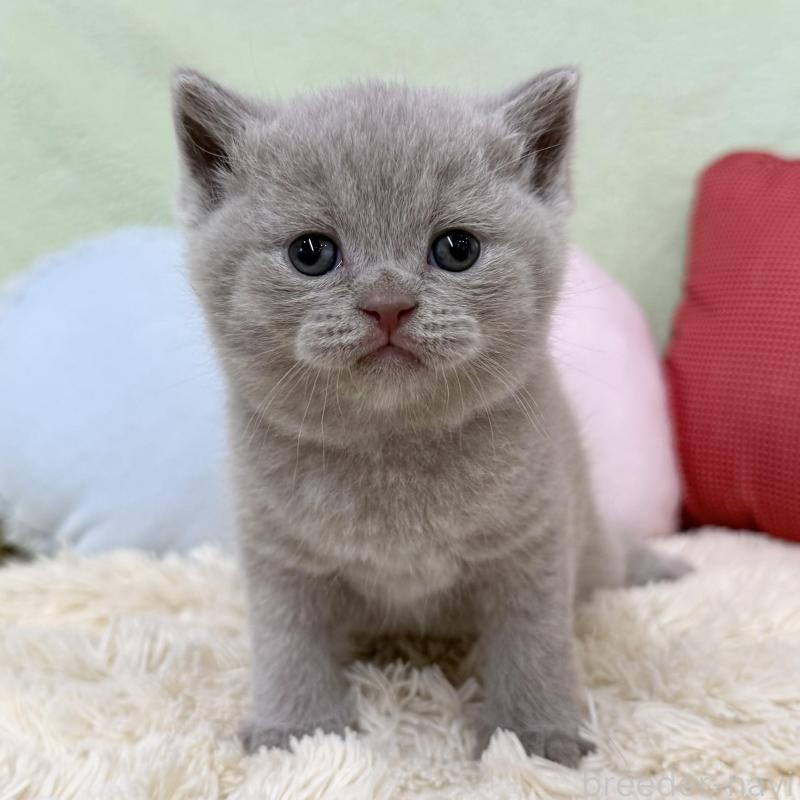 販売中の大阪府のブリティッシュショートヘア-130262