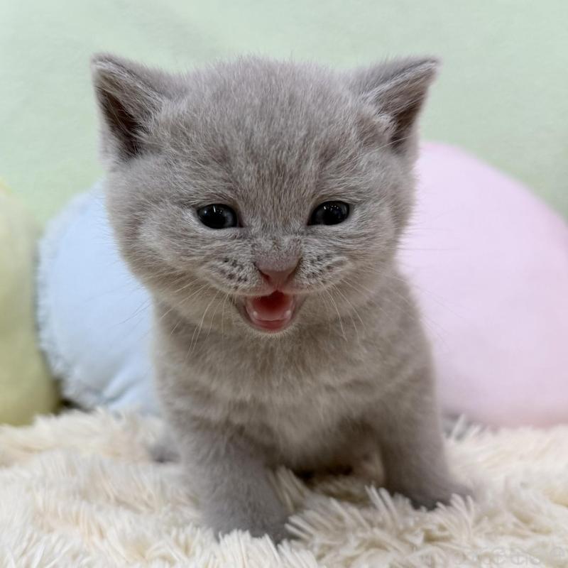 販売中の大阪府のブリティッシュショートヘア-130262の2枚目