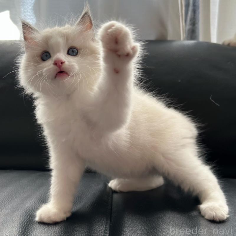 販売中の埼玉県のラグドール-130263