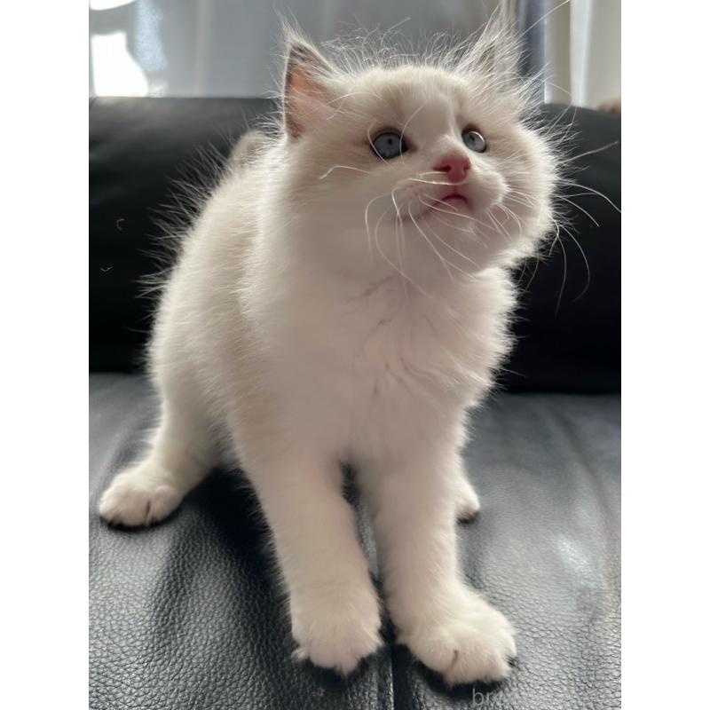 販売中の埼玉県のラグドール-130263の7枚目