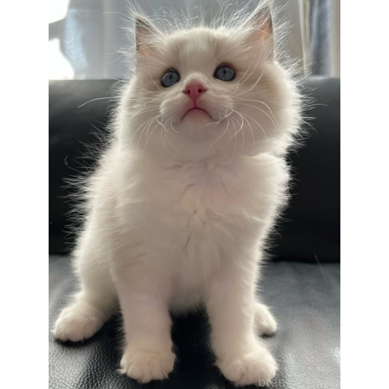 販売中の埼玉県のラグドール-130263の6枚目