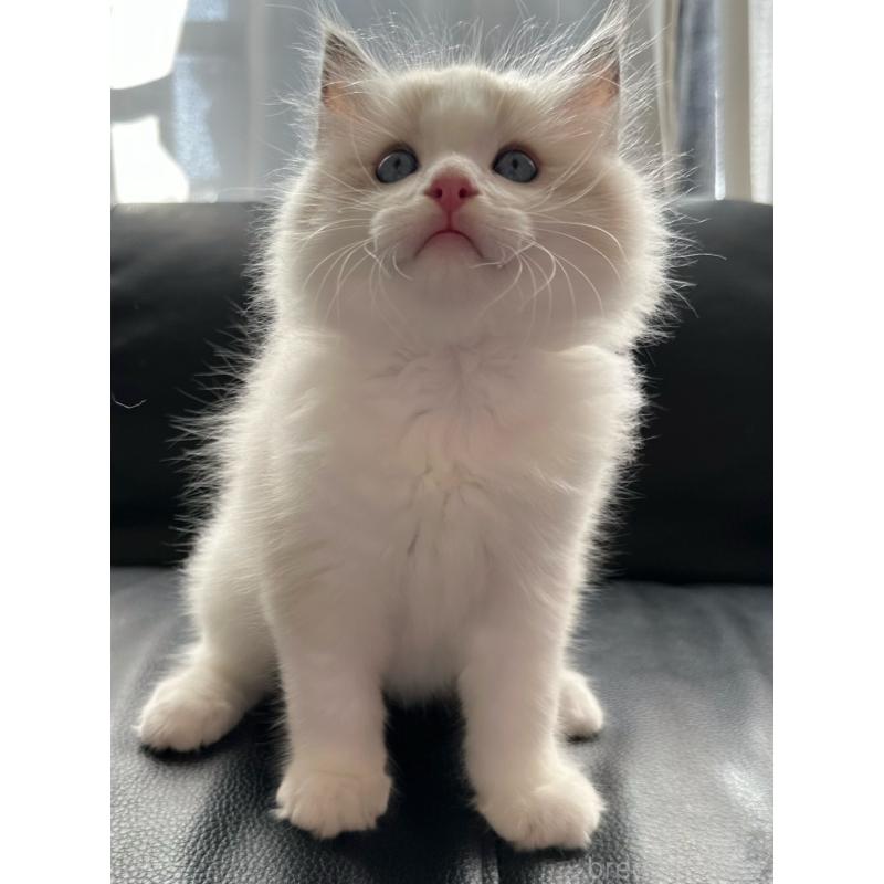 販売中の埼玉県のラグドール-130263の5枚目