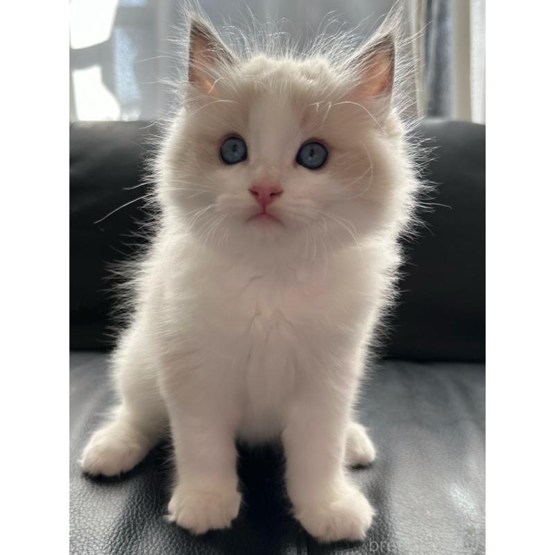 販売中の埼玉県のラグドール-130263の3枚目