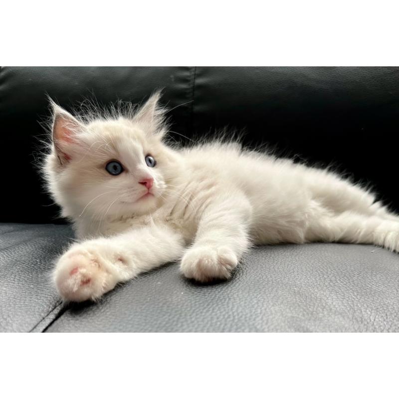 販売中の埼玉県のラグドール-130263の4枚目