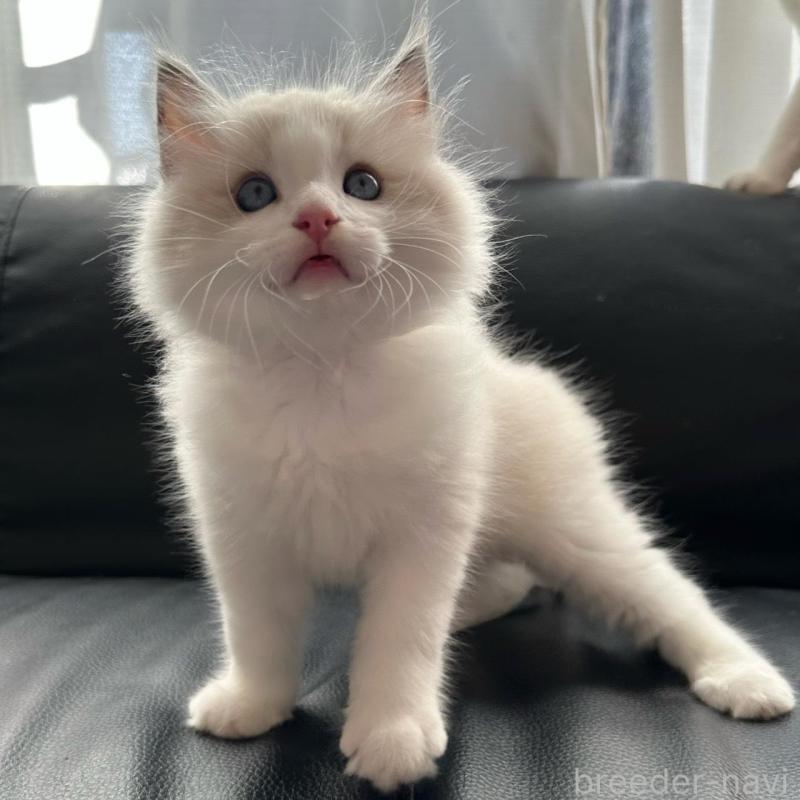 販売中の埼玉県のラグドール-130263の2枚目