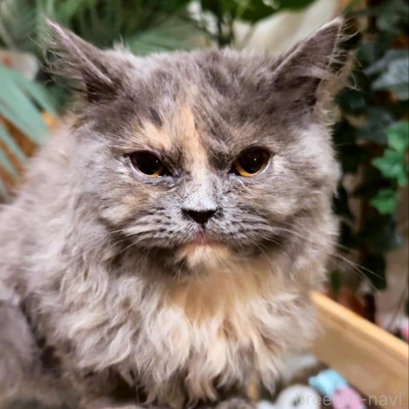 販売中の神奈川県のセルカークレックス-130264の5枚目