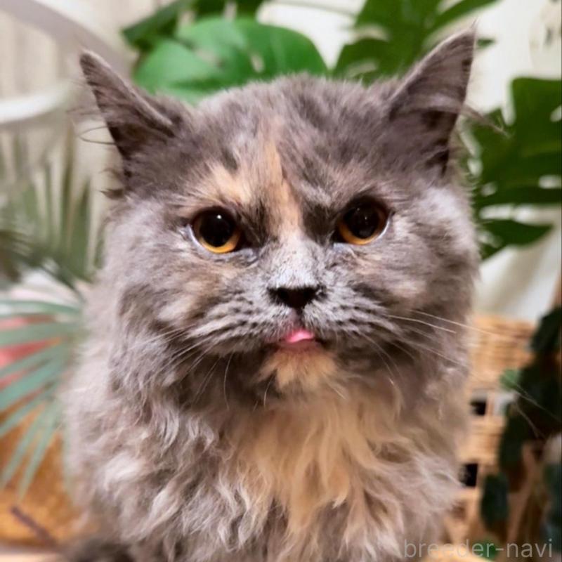 販売中の神奈川県のセルカークレックス-130264の4枚目