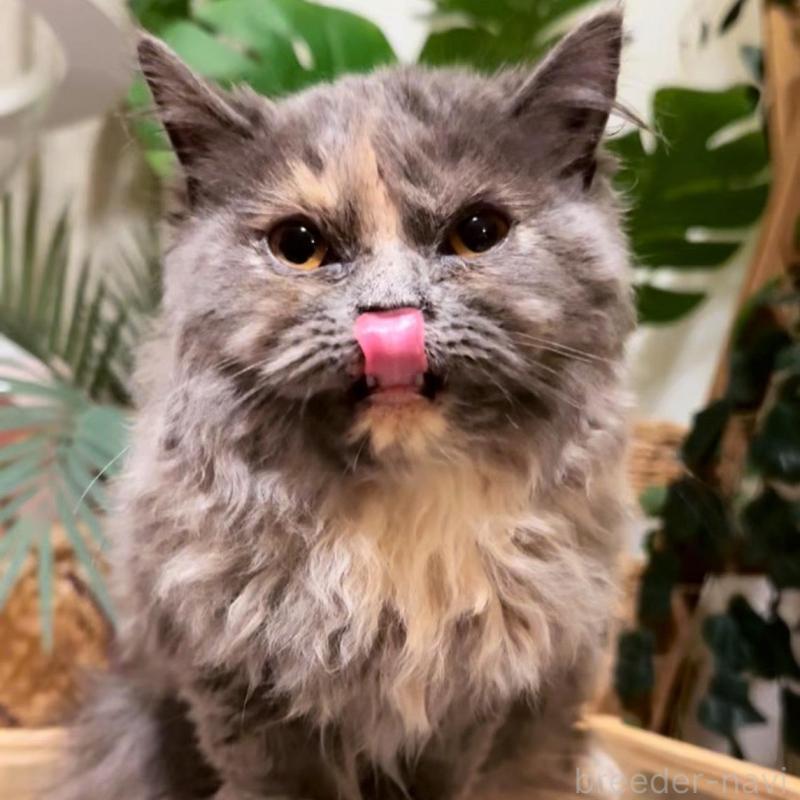 販売中の神奈川県のセルカークレックス-130264の3枚目