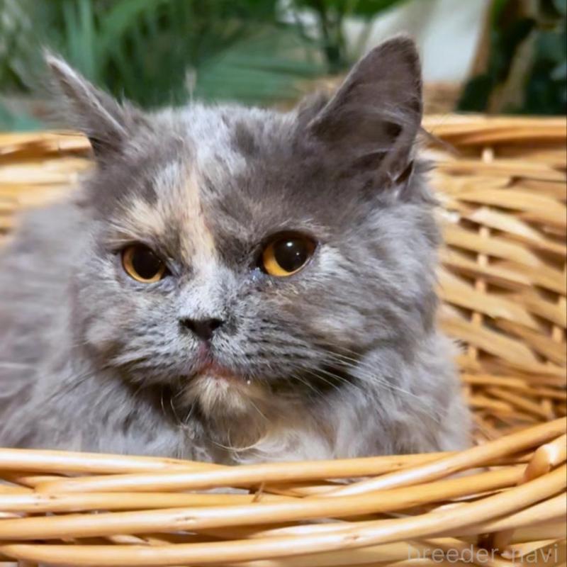 販売中の神奈川県のセルカークレックス-130264の2枚目