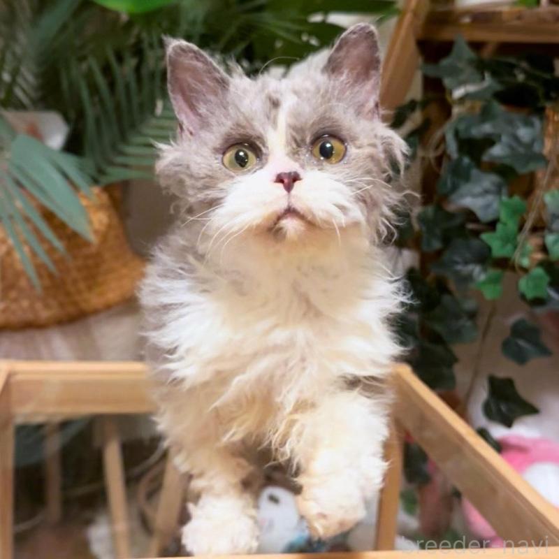 販売中の神奈川県のセルカークレックス-130265の1枚目