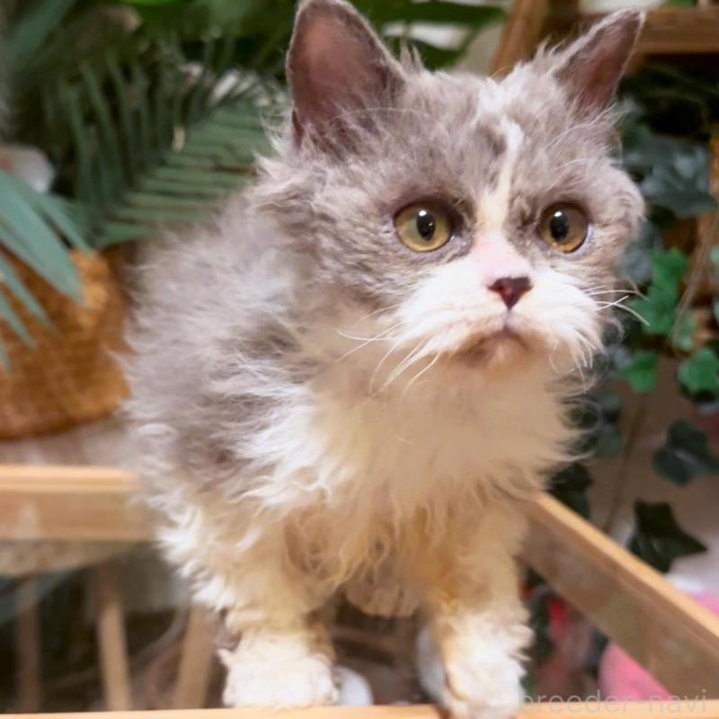 販売中の神奈川県のセルカークレックス-130265の8枚目