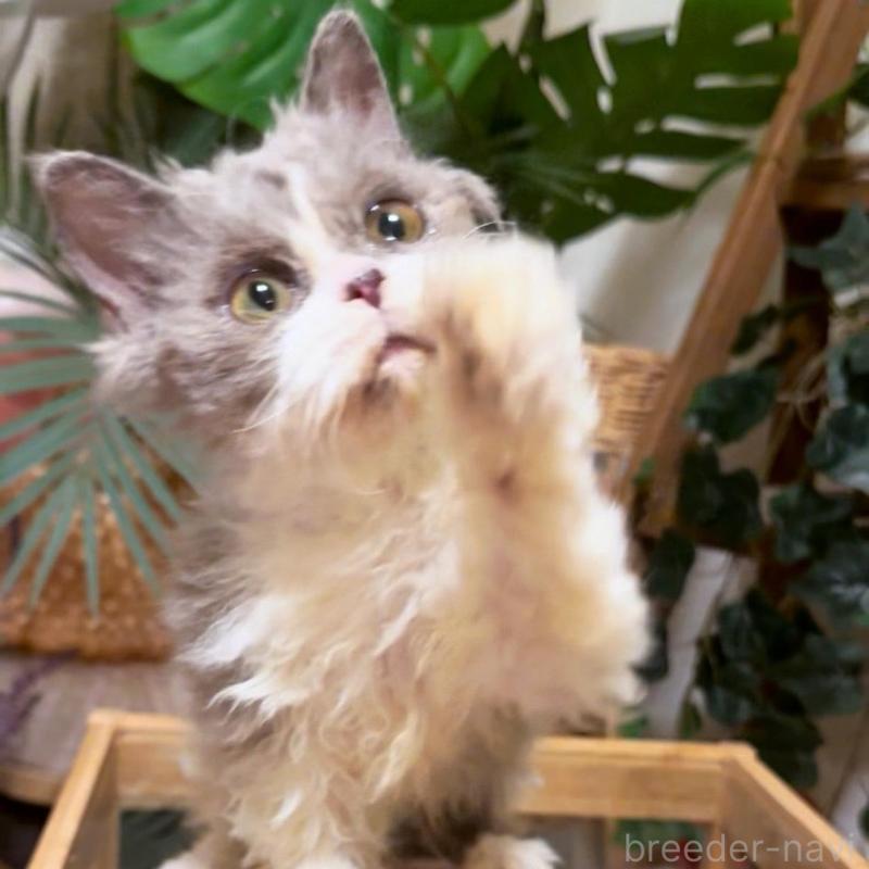 販売中の神奈川県のセルカークレックス-130265の7枚目