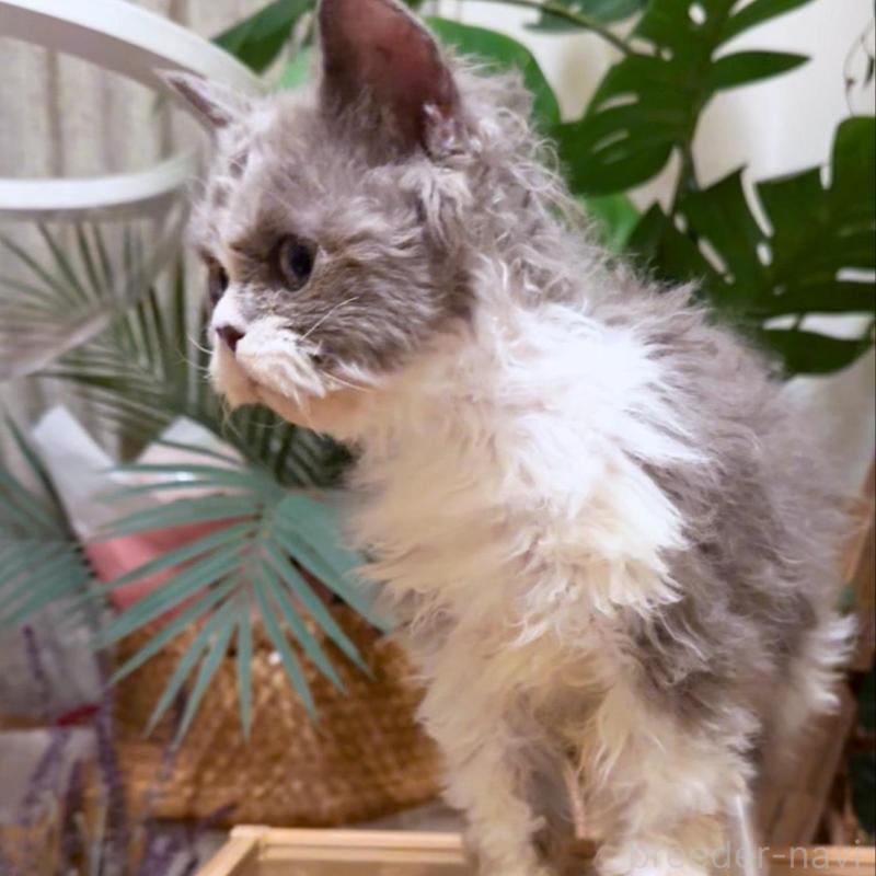 販売中の神奈川県のセルカークレックス-130265の6枚目