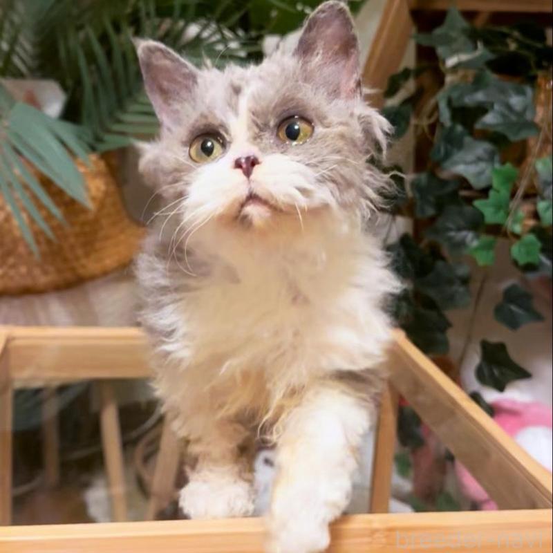 販売中の神奈川県のセルカークレックス-130265の5枚目