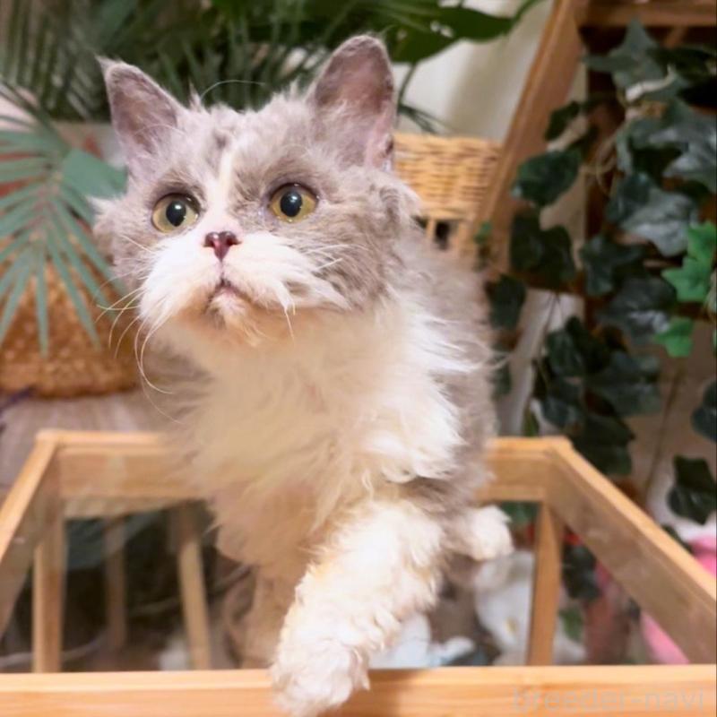 販売中の神奈川県のセルカークレックス-130265の4枚目