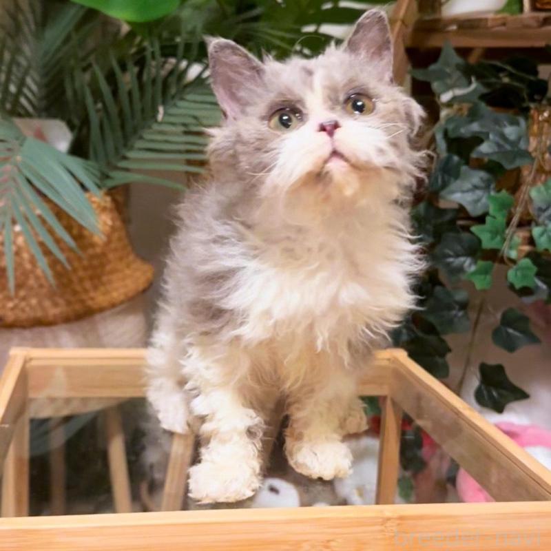 販売中の神奈川県のセルカークレックス-130265の3枚目