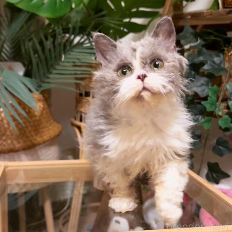 販売中の神奈川県のセルカークレックス-130265の2枚目