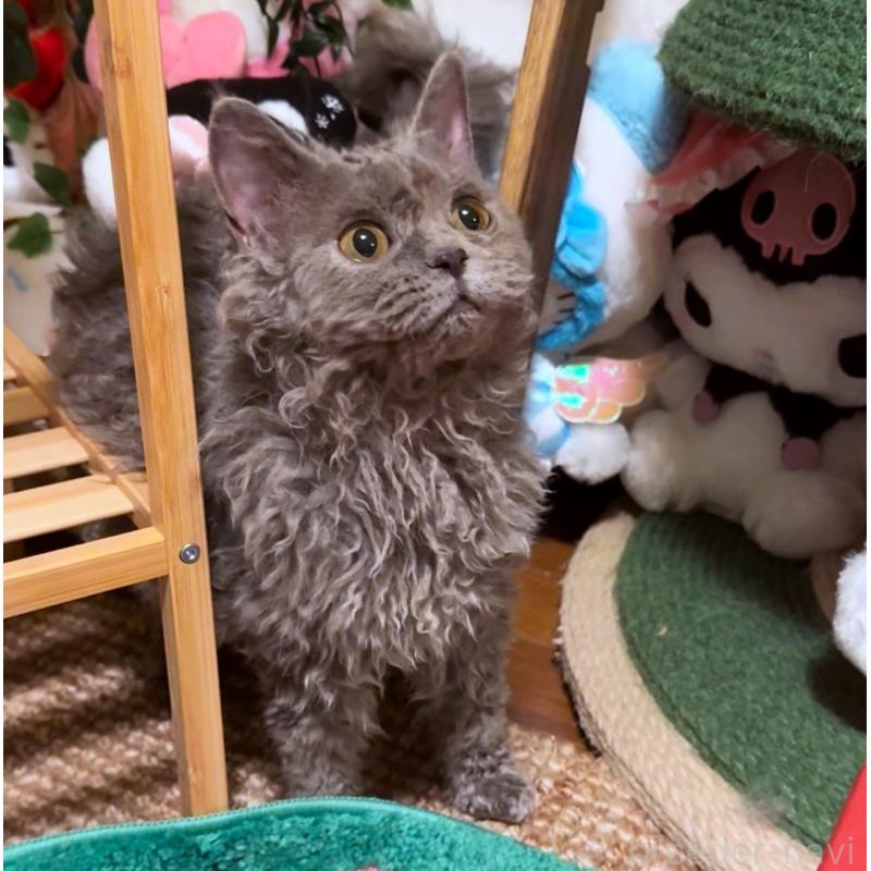 販売中の神奈川県のセルカークレックス-130266の5枚目