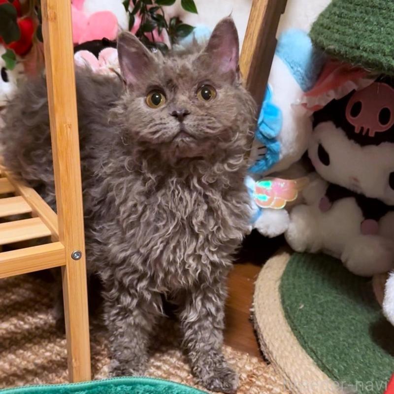 販売中の神奈川県のセルカークレックス-130266の4枚目