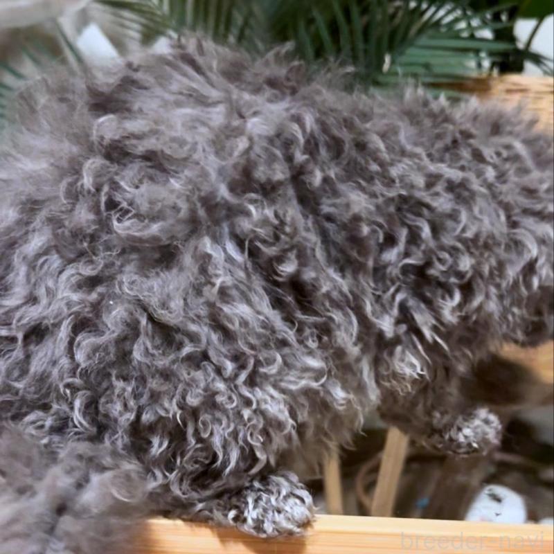 販売中の神奈川県のセルカークレックス-130266の3枚目