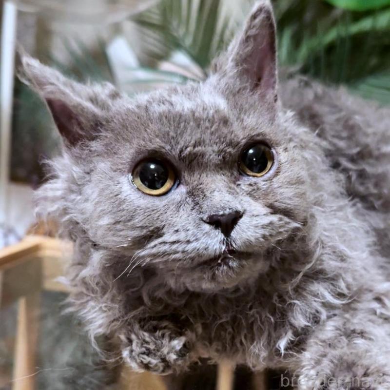 販売中の神奈川県のセルカークレックス-130266の2枚目