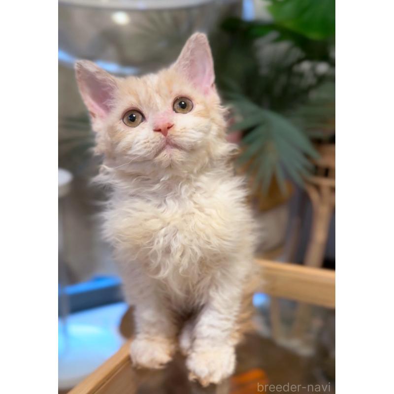 販売中の神奈川県のセルカークレックス-130267の10枚目