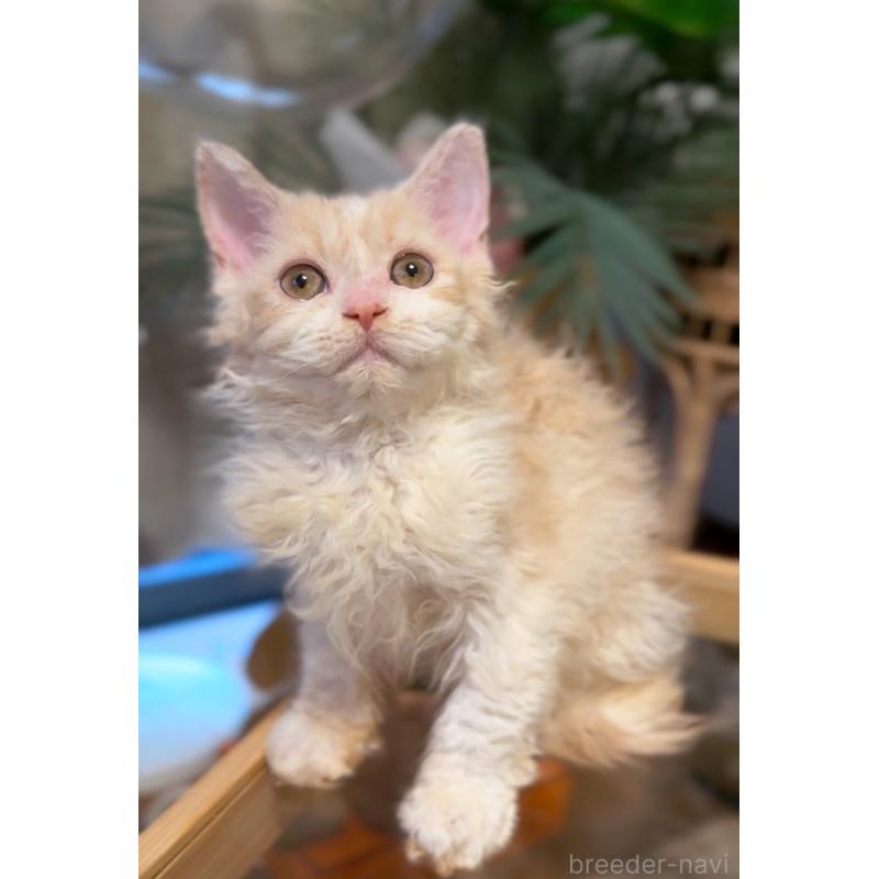 販売中の神奈川県のセルカークレックス-130267の9枚目