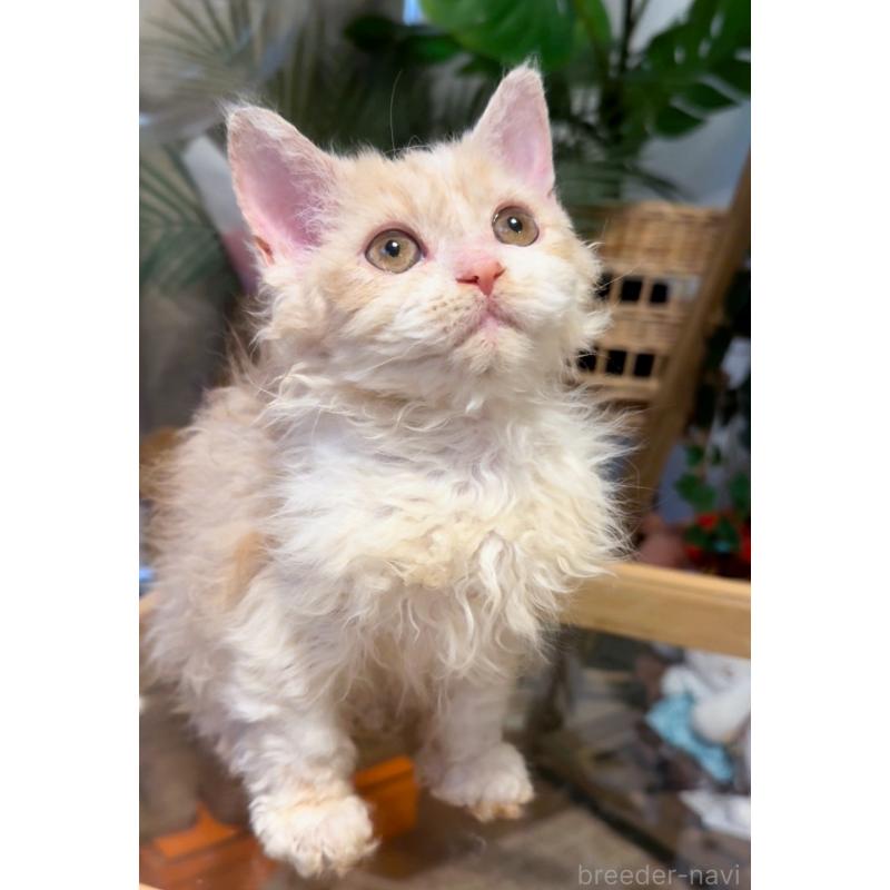 販売中の神奈川県のセルカークレックス-130267の8枚目