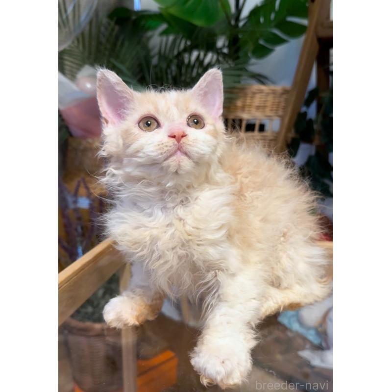 販売中の神奈川県のセルカークレックス-130267の7枚目