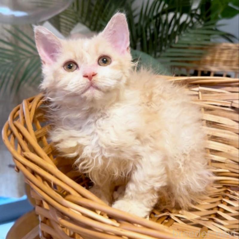 販売中の神奈川県のセルカークレックス-130267の1枚目