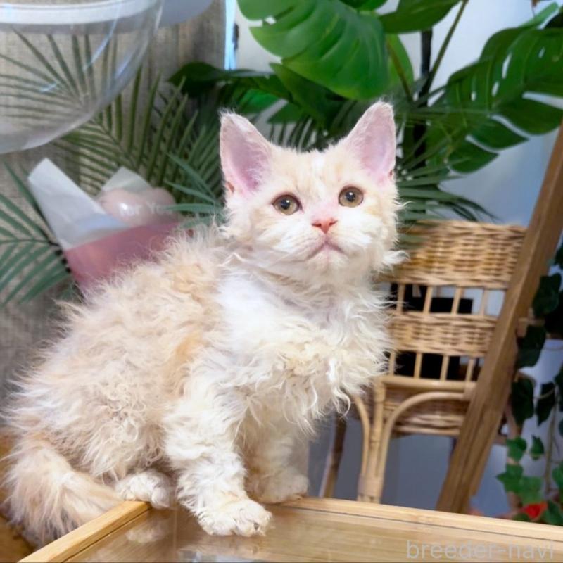 販売中の神奈川県のセルカークレックス-130267の6枚目