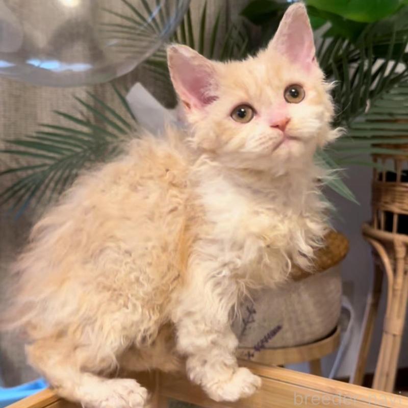 販売中の神奈川県のセルカークレックス-130267の5枚目