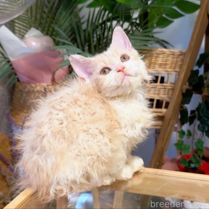 販売中の神奈川県のセルカークレックス-130267の4枚目