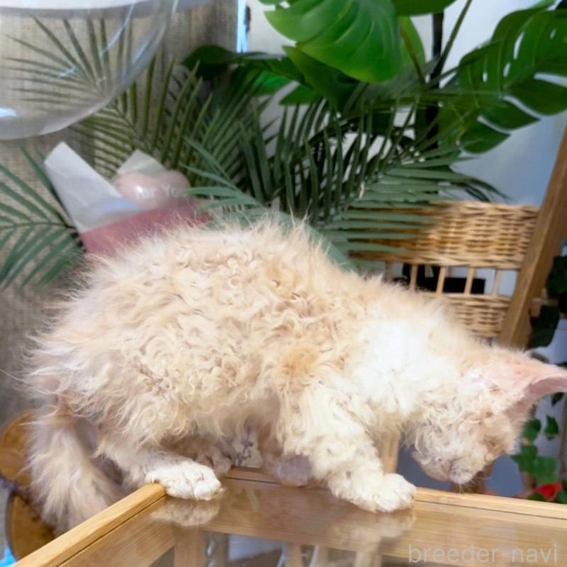 販売中の神奈川県のセルカークレックス-130267の3枚目