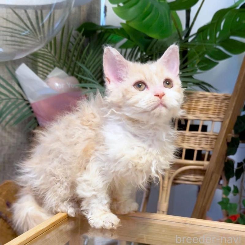 販売中の神奈川県のセルカークレックス-130267の2枚目