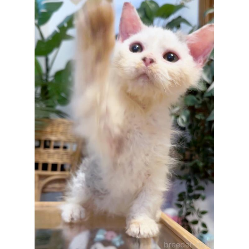 販売中の神奈川県のセルカークレックス-130268の5枚目