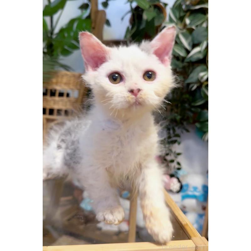 販売中の神奈川県のセルカークレックス-130268の4枚目