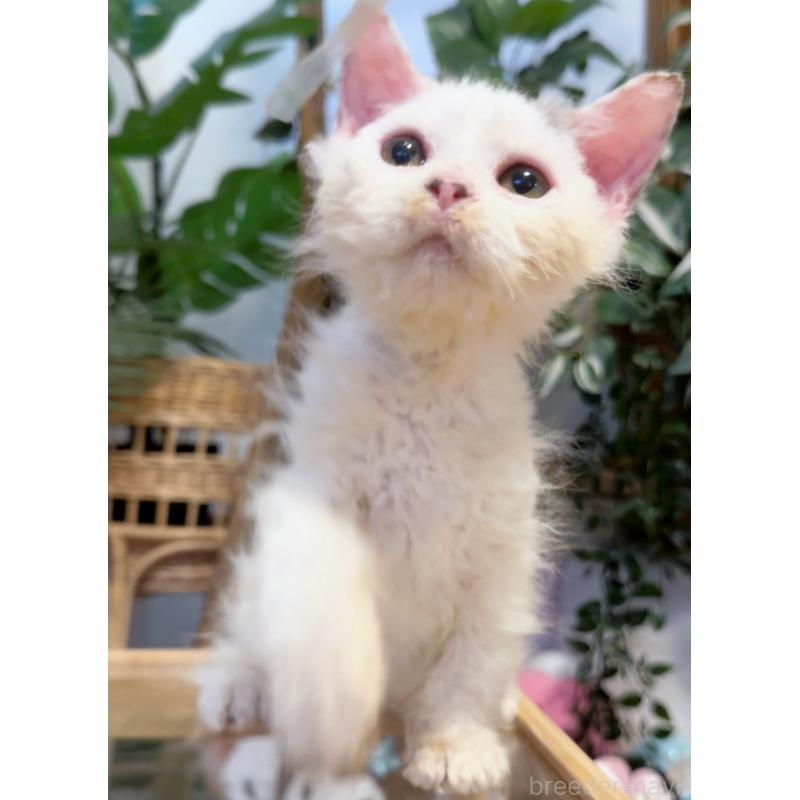 販売中の神奈川県のセルカークレックス-130268の3枚目