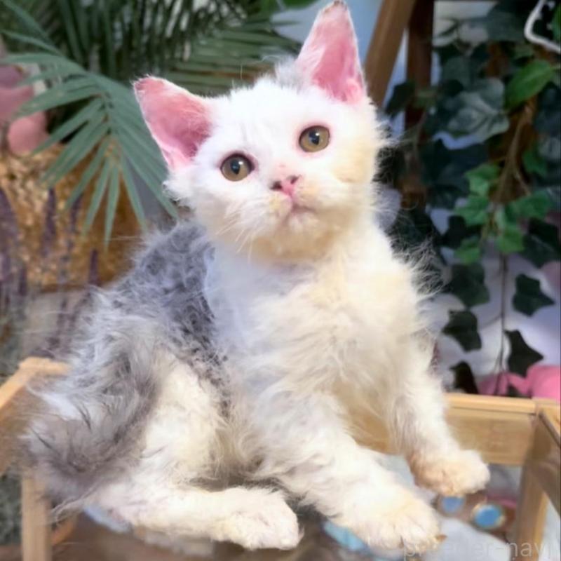 販売中の神奈川県のセルカークレックス-130268の2枚目