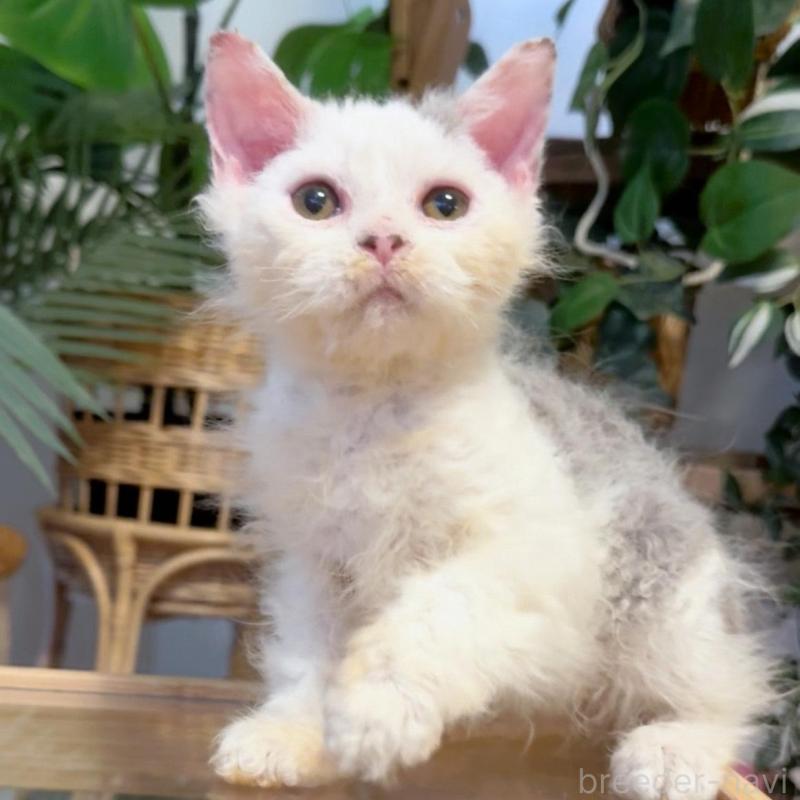 販売中の神奈川県のセルカークレックス-130268の1枚目