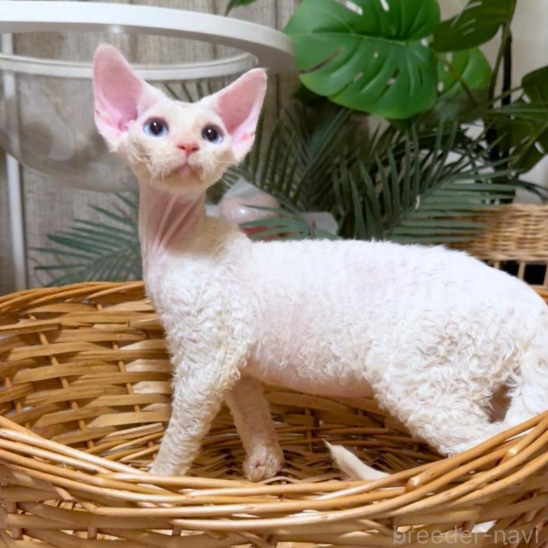 販売中の神奈川県のデボンレックス-130269の10枚目