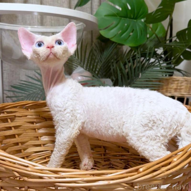 販売中の神奈川県のデボンレックス-130269の9枚目