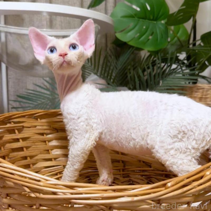 販売中の神奈川県のデボンレックス-130269の8枚目