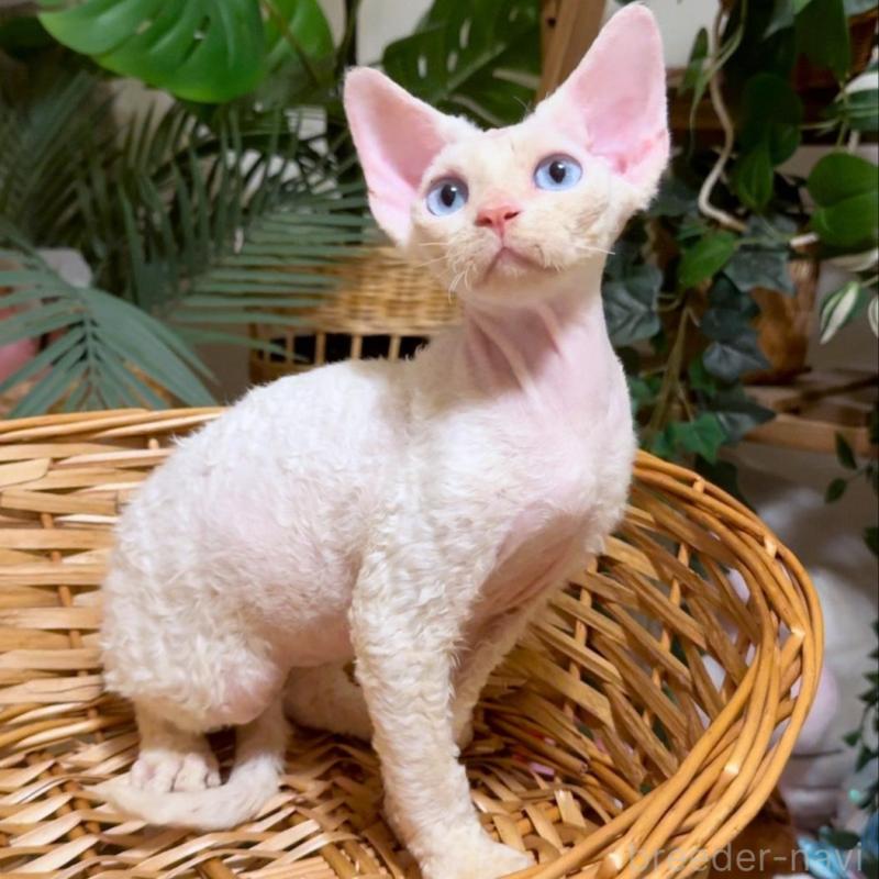 販売中の神奈川県のデボンレックス-130269の7枚目