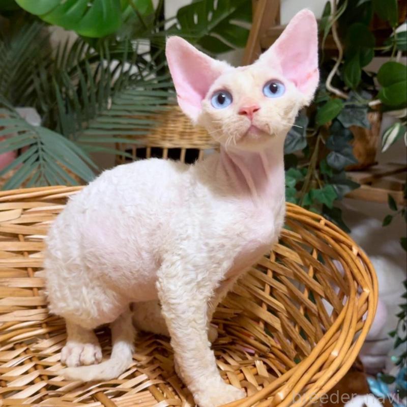 販売中の神奈川県のデボンレックス-130269の6枚目