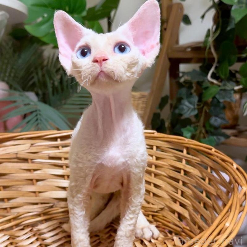 販売中の神奈川県のデボンレックス-130269