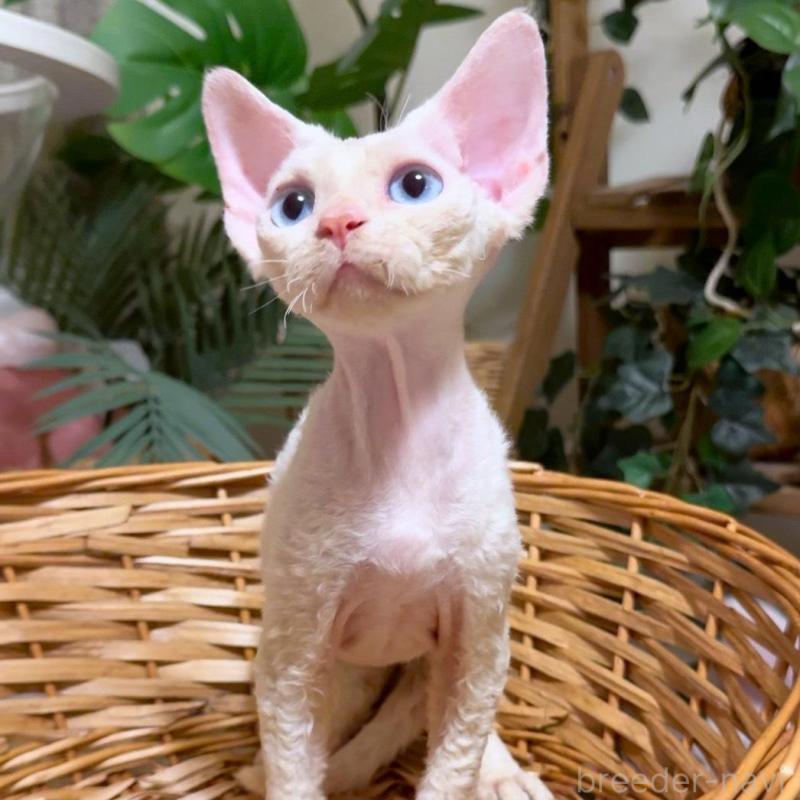 販売中の神奈川県のデボンレックス-130269の5枚目